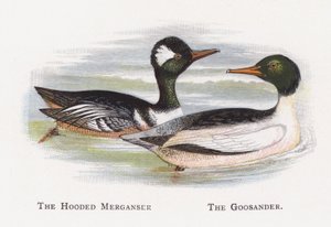 Die Kapuzenente, Der Gänsesäger von Alexander Francis Lydon