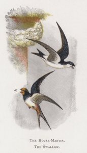Das Hausmartin, Die Schwalbe von Alexander Francis Lydon