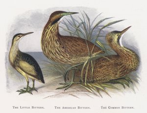 Die Zwergdommel, Die Amerikanische Rohrdommel, Die Rohrdommel