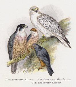 Der Wanderfalke, Der Grönland-Gyrfalke, Der Rotfußfalke von Alexander Francis Lydon