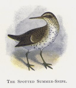 Der Fleckensumpfläufer