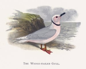 Die Keilschwanzmöwe von Alexander Francis Lydon