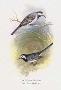 Die Bachstelze, Die Gebirgsstelze