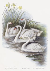 Der Singschwan, Der Zwergschwan, Der Höckerschwan von Alexander Francis Lydon