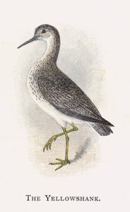 Der Gelbschenkel