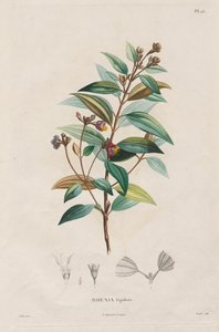 Reise in die Äquatorialregionen des neuen Kontinents, gemacht in den Jahren 1709 bis 1804: Monographie der Melastomaceen: Nr. 15 von Alexander, Freiherr von Humboldt