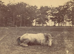 Ist das der Tod - Schlachtfeld von Antietam, September 1862, 1862