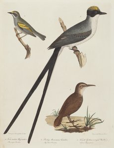 Gabelschwanz-Tyrann, Rocky Mountain Ameisenbär und weiblicher Goldflügel-Waldsänger
