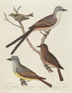 Gabelschwanz-Fliegenschnäpper, Arkansas-Fliegenschnäpper, Say