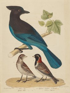 Stellers Häher, Lapplandammer und Weibchen von Alexander Lawson after Alexander Rider