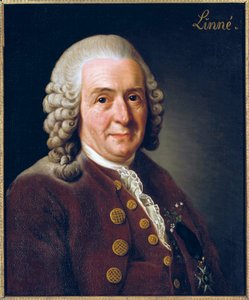 Porträt von Carl von Linné von Alexander Roslin