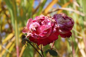 Verwelkte Rosen im Spätsommer