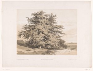 Landschaft mit Zedern