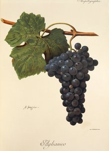 Aglianico-Traube von Alexis Kreyder