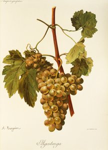 Agostenga-Traube