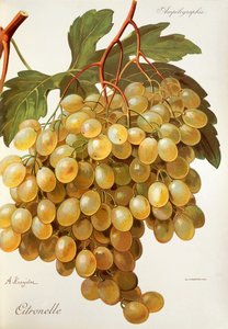 Citronelle-Traube von A. Kreyder
