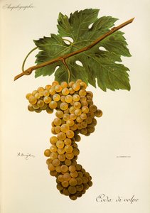 Coda di Volpe-Traube von A. Kreyder von Alexis Kreyder