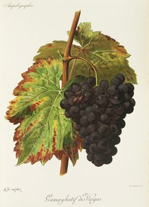 Gamay Hatif des Vosges-Traube