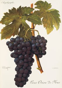 Gros Oriou de Mus-Traube von Alexis Kreyder