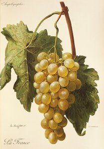 La France-Traube