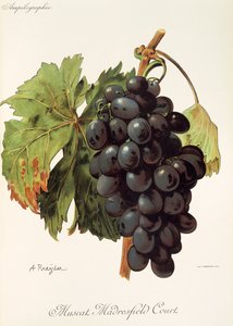 Muscat Madrefield Court Traube von A. Kreyder von Alexis Kreyder