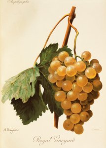 Royal Vineyard Traube