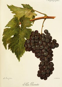 San Gioveto-Traube von Alexis Kreyder