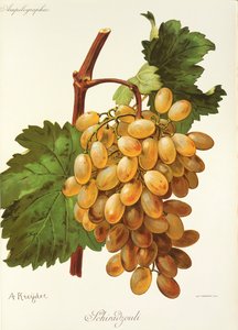 Schiradzouli Traube von A. Kreyder