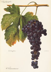 Sciascinoso-Traube von Alexis Kreyder