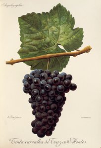 Tinta Carvalha de Traz-os-Montes-Traube von Alexis Kreyder