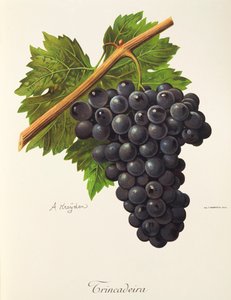 Trincadeira-Traube von A. Kreyder von Alexis Kreyder