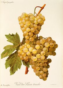 Van der Laan Traube