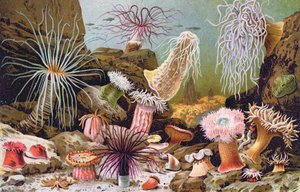 Seeanemonen, aus einem ungarischen Naturkundebuch, ca. 1900 von Alfred Brehm