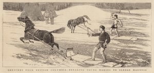 Skizzen aus British Columbia, junge Pferde an das Schlittenharness gewöhnen von Alfred Chantrey Corbould