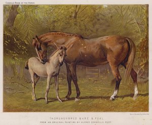 Vollblutstute und Fohlen