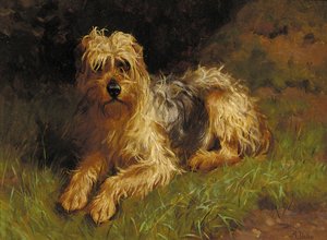 Weichhaariger Wheaten Terrier