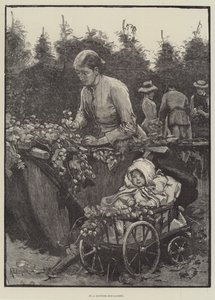 In einem Hopfengarten in Kent