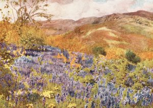 Lake District: Wilde Hyazinthen