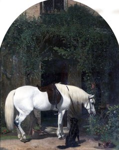 Weißes Pferd und Retriever