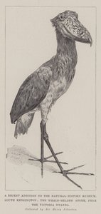 Eine neue Ergänzung des Naturhistorischen Museums, South Kensington, der Walstorch, aus dem Victoria Nyanza