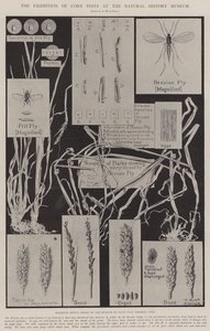 Die Ausstellung von Kornschädlingen im Naturhistorischen Museum von Alfred Hugh Fisher