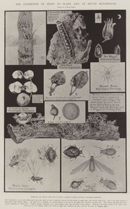 Die Ausstellung von Schädlingen für Pflanzenleben in South Kensington