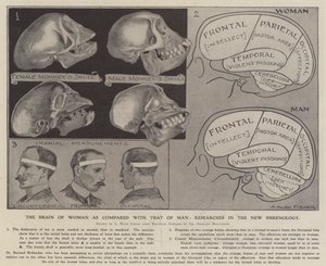Das Gehirn der Frau im Vergleich zu dem des Mannes: Forschungen in der neuen Phrenologie