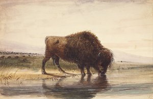 Büffel, ca. 1837 von Alfred Jacob Miller