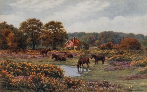Ponys im New Forest, Lyndhurst