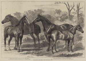Preispferde in der Ausstellung in der Agricultural Hall