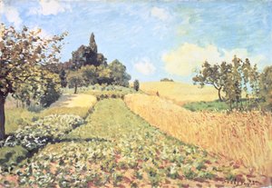 Weizenfeld
