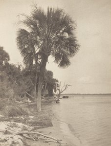 In Rockledge, Florida von Alfred Stieglitz