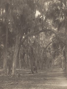 In Rockledge, Florida von Alfred Stieglitz