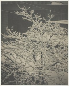 Vom Hinterfenster 291 Schneebedeckter Baum, Hinterhof, 1915